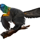 Caihong juji. Velizar Simeonovski, The Field Museum